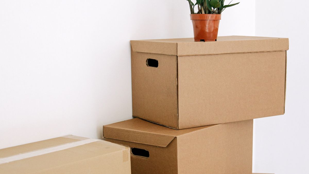 Moving boxes stacked in a bright room with a potted plant on top